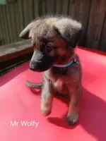 Mr Wolfy, a male German Shepherd Dog for sale in Summerfield, NC – 1 of 1