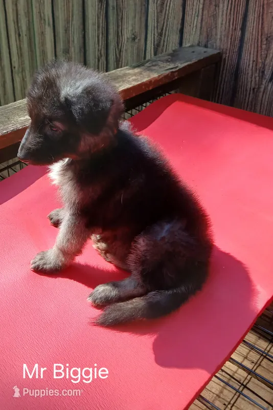 Mr Biggie – German Shepherd Dog puppy for sale in Summerfield, NC