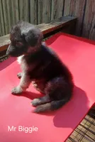 Mr Biggie, a male German Shepherd Dog for sale in Summerfield, NC – 1 of 1