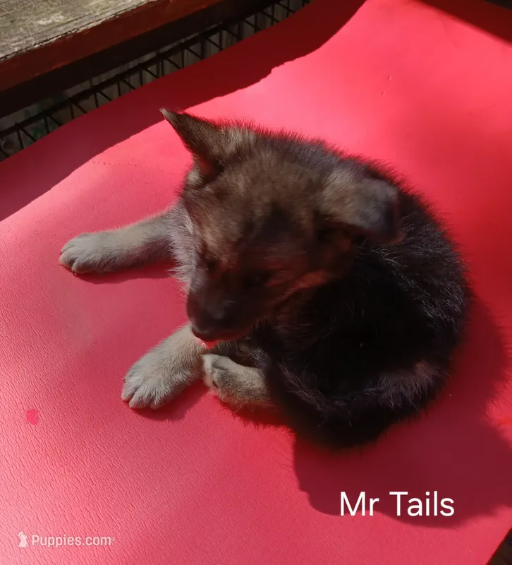 Mr Tails – German Shepherd Dog puppy for sale in Summerfield, NC