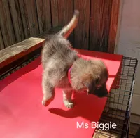 Ms Biggie, a female German Shepherd Dog for sale in Summerfield, NC – 1 of 1