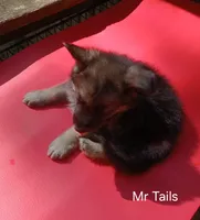 Ms Tails, a female German Shepherd Dog for sale in Summerfield, NC – 1 of 1