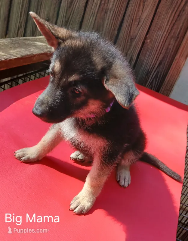 Big Mama – German Shepherd Dog puppy for sale in Summerfield, NC