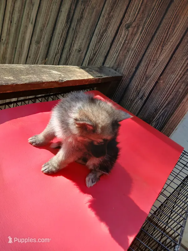 Dipstick – German Shepherd Dog puppy for sale in Summerfield, NC
