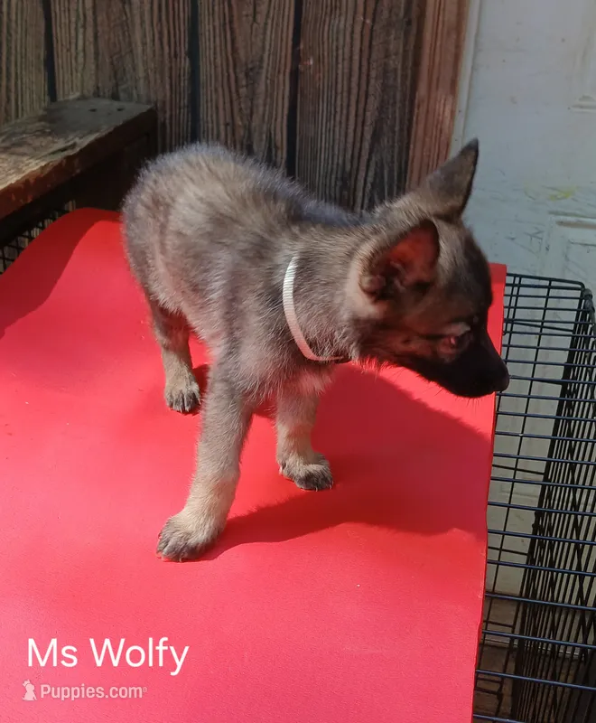 Ms Wolfy – German Shepherd Dog puppy for sale in Summerfield, NC