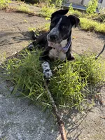 Cookie, a female Australian Cattle Dog and American Pit Bull Terrier for sale in Myerstown, PA – 2 of 4