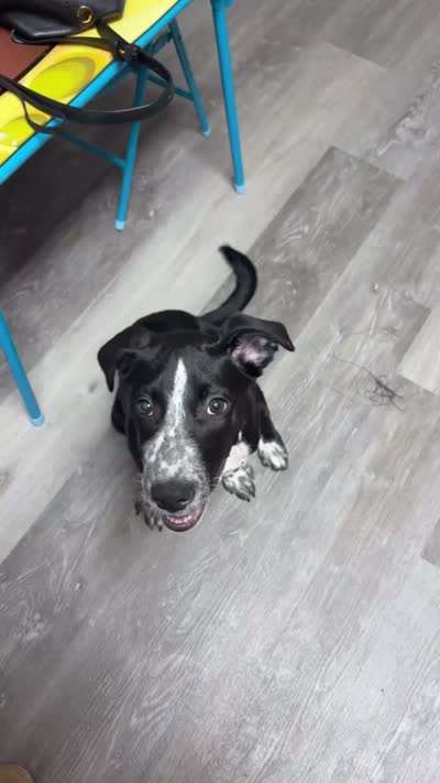Cookie, a female Australian Cattle Dog and American Pit Bull Terrier for sale in Myerstown, PA – 4 of 4