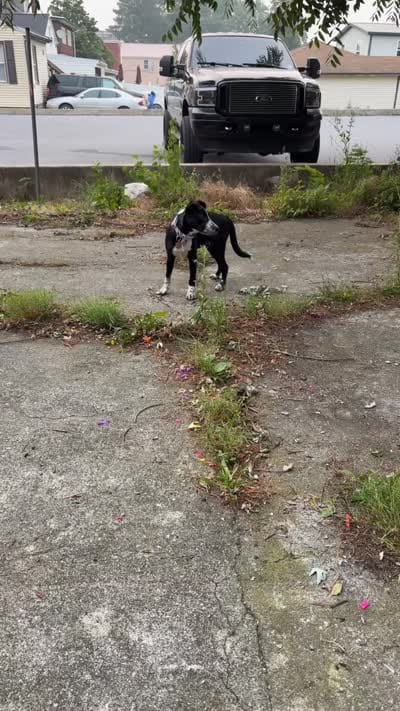 Cookie, a female Australian Cattle Dog and American Pit Bull Terrier for sale in Myerstown, PA – 3 of 4