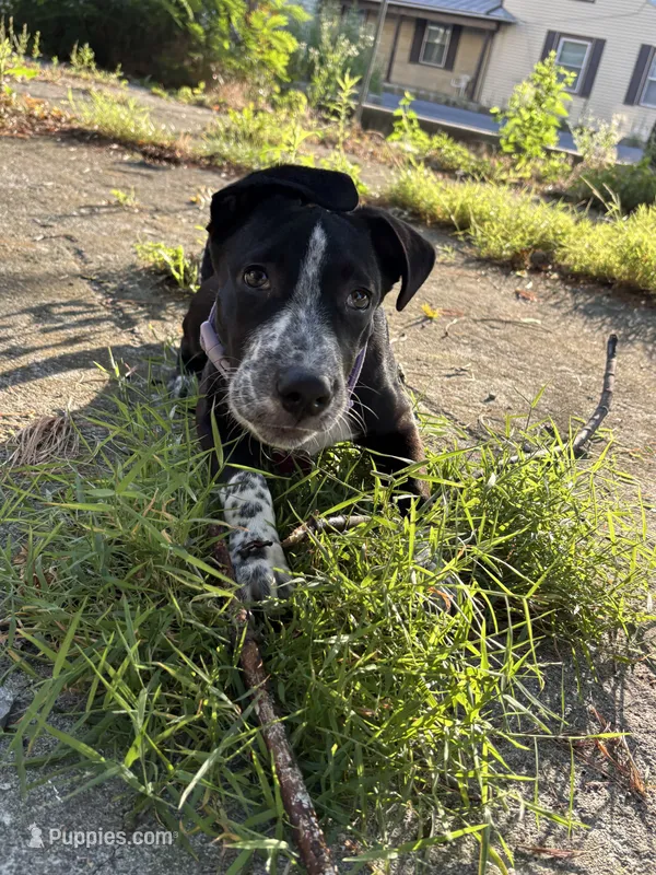Cookie – Australian Cattle Dog, American Pit Bull Terrier puppy for sale in Myerstown, PA