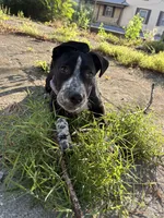 Cookie, a female Australian Cattle Dog and American Pit Bull Terrier for sale in Myerstown, PA – 1 of 4