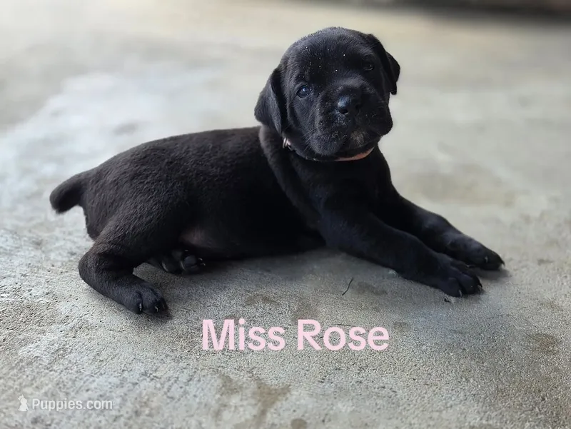 Miss Rose – Cane Corso puppy for sale in McLeansboro, IL