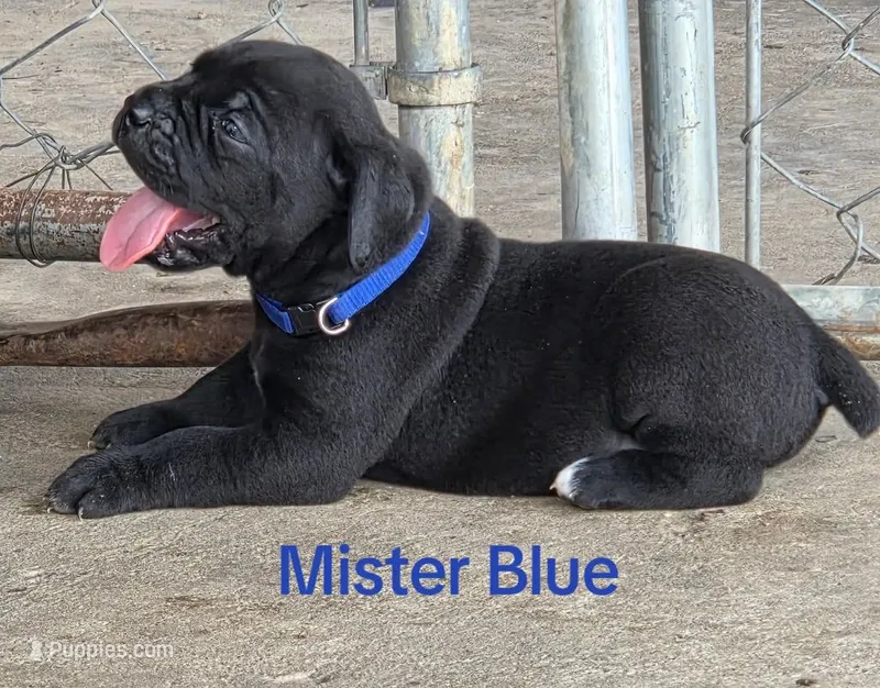 Mister Blue – Cane Corso puppy for sale in McLeansboro, IL