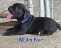 Mister Blue, a male Cane Corso for sale in McLeansboro, IL – 1 of 1