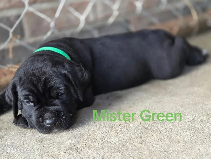 Mister Green – Cane Corso puppy for sale in McLeansboro, IL