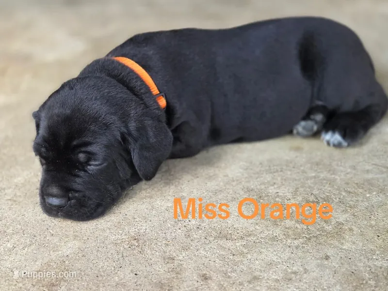 Miss Orange – Cane Corso puppy for sale in McLeansboro, IL