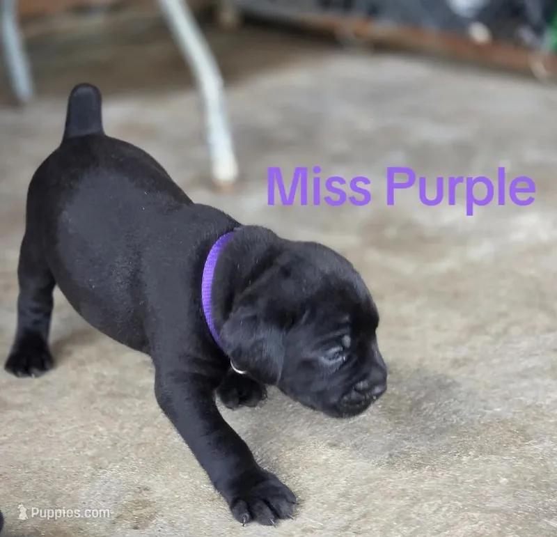 Miss Purple – Cane Corso puppy for sale in McLeansboro, IL