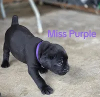 Miss Purple, a female Cane Corso for sale in McLeansboro, IL – 1 of 1