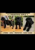 Miss Purple, a female Cane Corso for sale in McLeansboro, IL – 2 of 2