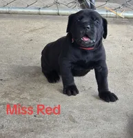Miss Red, a female Cane Corso for sale in McLeansboro, IL – 1 of 1