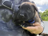 Royal Blue Male, a male Belgian Malinois for sale in North Brookfield, MA – 2 of 9