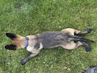 Atlas - Royal Collar , a male Belgian Malinois for sale in North Brookfield, MA – 9 of 9