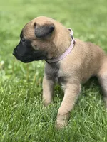 Lavender Collar Female, a female Belgian Malinois for sale in North Brookfield, MA – 3 of 8