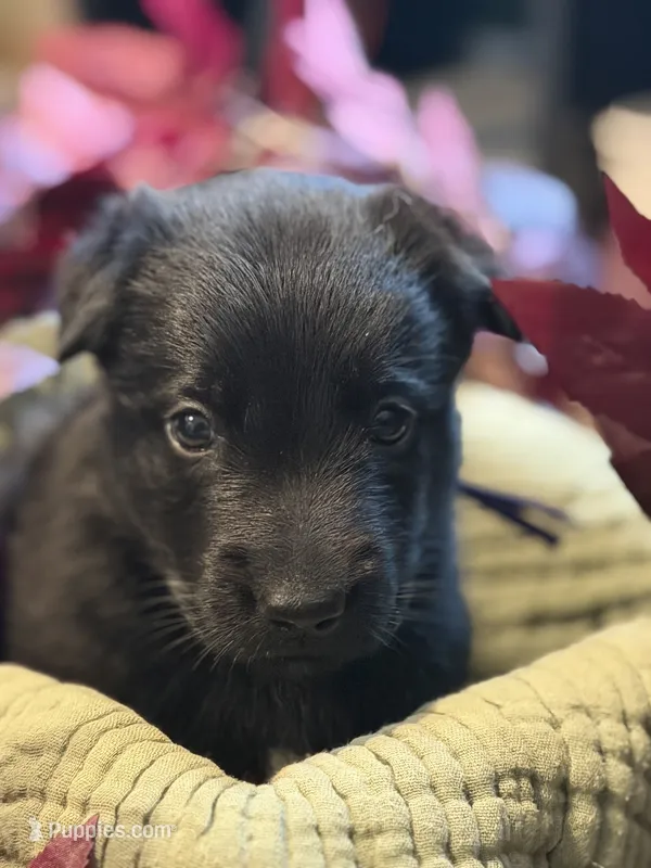Purple Collar Female – Belgian Shepherd Dog puppy for sale in North Brookfield, MA