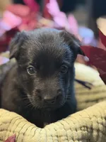 Purple Collar Female, a female Belgian Shepherd Dog for sale in North Brookfield, MA – 1 of 3