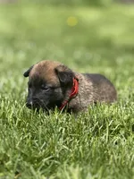 Red Collar Male, a male Belgian Malinois for sale in North Brookfield, MA – 6 of 9