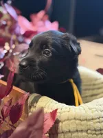 Yellow Collar Female, a female Belgian Shepherd Dog for sale in North Brookfield, MA – 4 of 5