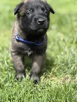 Royal Blue Male, a male Belgian Malinois for sale in North Brookfield, MA – 3 of 9