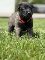 Dark Orange Female, a female Belgian Malinois for sale in North Brookfield, MA – 3 of 8