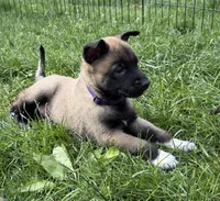 Rowdy - Purple Collar Male, a male Belgian Malinois for sale in North Brookfield, MA – 5 of 7