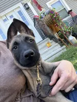 Letti - Lavender Collar Female, a female Belgian Malinois for sale in North Brookfield, MA – 6 of 7