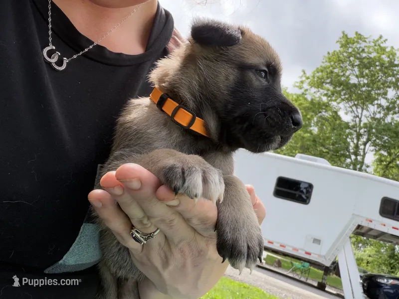 Light Orange Male – Belgian Malinois puppy for sale in North Brookfield, MA