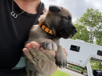 Light Orange Male, a male Belgian Malinois for sale in North Brookfield, MA – 1 of 10