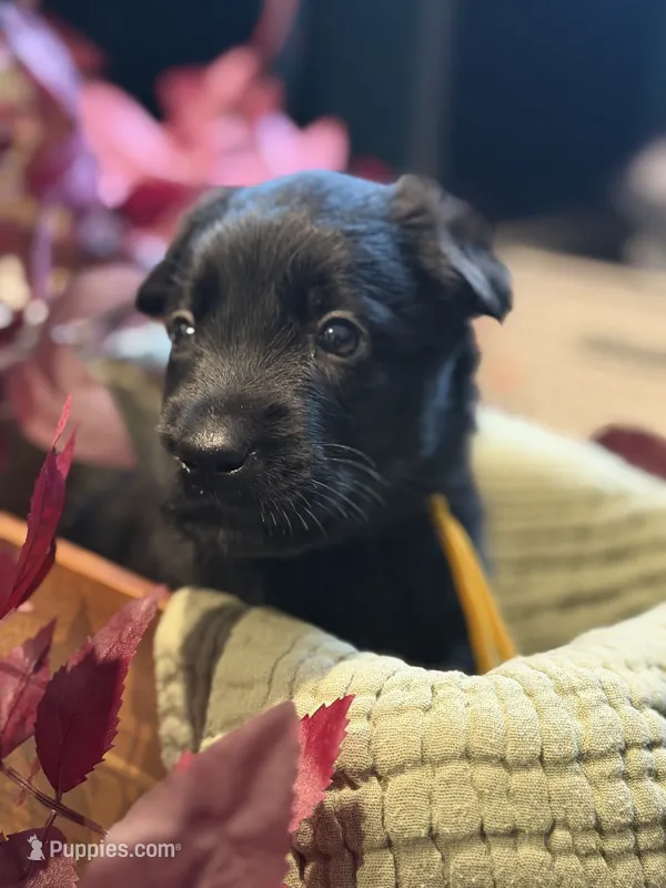 Yellow Collar Female – Belgian Shepherd Dog puppy for sale in North Brookfield, MA