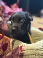 Yellow Collar Female, a female Belgian Shepherd Dog for sale in North Brookfield, MA – 1 of 5