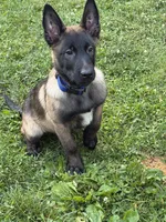 Atlas - Royal Collar , a male Belgian Malinois for sale in North Brookfield, MA – 6 of 9