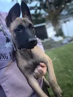 Lavender Collar Female, a female Belgian Malinois for sale in North Brookfield, MA – 2 of 5