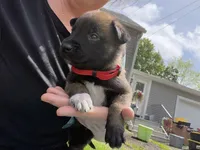 Red Collar Male, a male Belgian Malinois for sale in North Brookfield, MA – 2 of 9