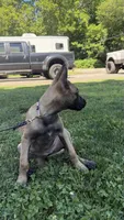 Letti - Lavender Collar Female, a female Belgian Malinois for sale in North Brookfield, MA – 7 of 7