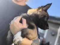 Rowdy - Purple Collar Male, a male Belgian Malinois for sale in North Brookfield, MA – 7 of 7