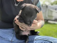 Black Collar Female, a female Belgian Malinois for sale in North Brookfield, MA – 3 of 10