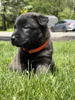 Dark Orange Female, a female Belgian Malinois for sale in North Brookfield, MA – 5 of 8
