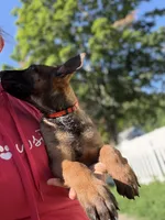 Orange Male, a male Belgian Malinois for sale in North Brookfield, MA – 4 of 4