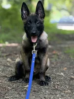 Atlas - Royal Collar , a male Belgian Malinois for sale in North Brookfield, MA – 4 of 9