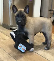 Rowdy - Purple Collar Male, a male Belgian Malinois for sale in North Brookfield, MA – 3 of 7