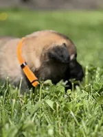 Light Orange Male, a male Belgian Malinois for sale in North Brookfield, MA – 8 of 10