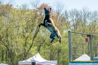 Purple Collar Male, a male Belgian Malinois for sale in North Brookfield, MA – 3 of 7